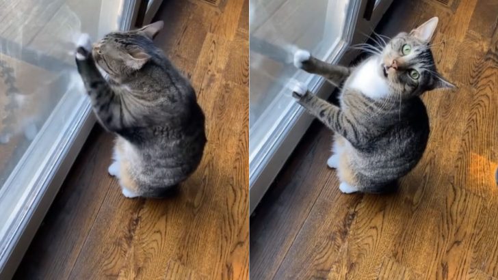 Indoor Cat Desperately Begs His Owner To Go Outside