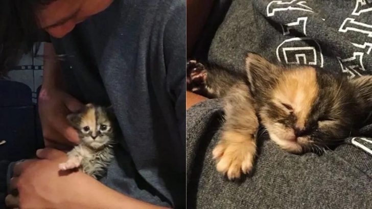 Tiny Rescued Kitten Doesn’t Want To Let Go Of Her Rescuers