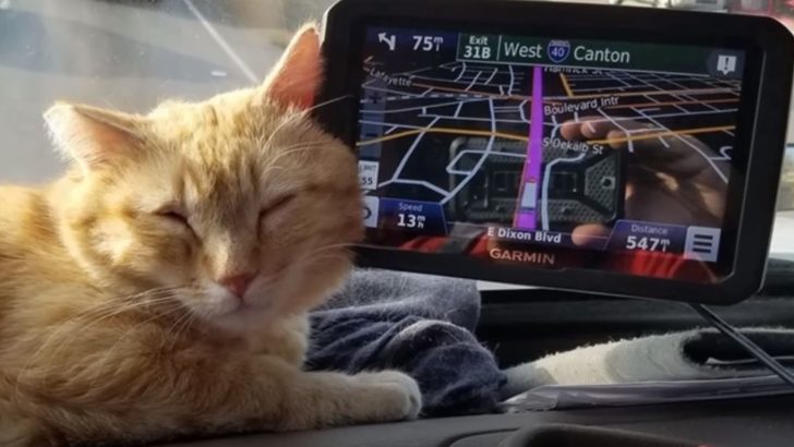 Lonely Trucker Adopts An Abandoned Street Cat After His Feline Friend Passed Away