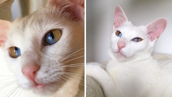 Meet Odd-Eyed Olive, The Cat With Dual-Toned Eyes