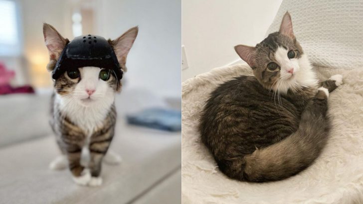 Cat Survives Brain Surgery And Gets A Second Chance At Life