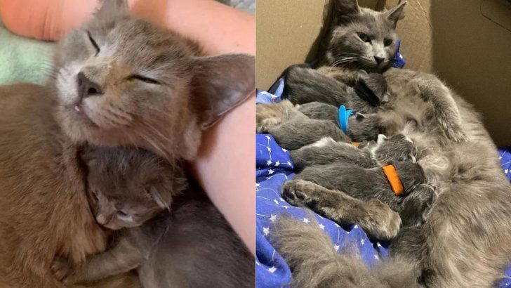 Mother Cat Kept Her Kittens Together, Hoping Someone Would Help Them