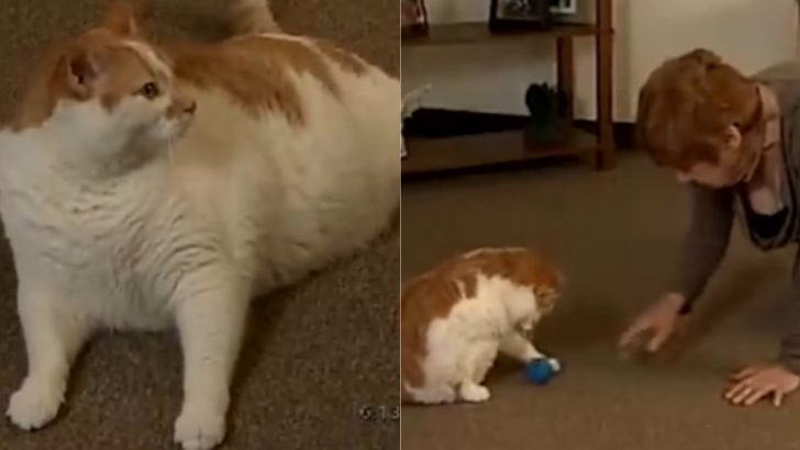 Rusty The Heroic Cat Saves His Owner From Heart Attack