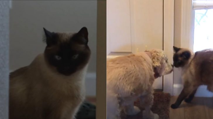 Siamese Cat Heroically Saves The Dog From Vicious Attack