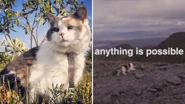 Adventurous Blind Cat Sadly Passes But Leaves Behind A Powerful Life Lesson Worth Sharing
