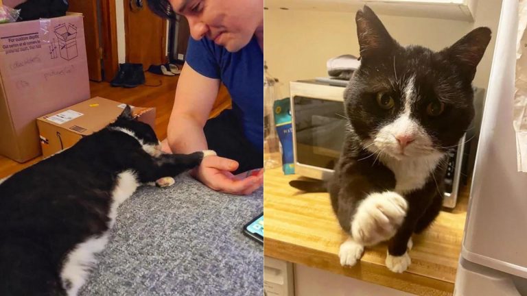 Sweet Tuxedo Cat Holds Onto A Man Who Helped Him