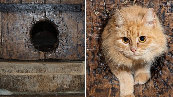 The World’s Oldest Cat Door Exists Since The 14th Century And Cats Are Still Using It