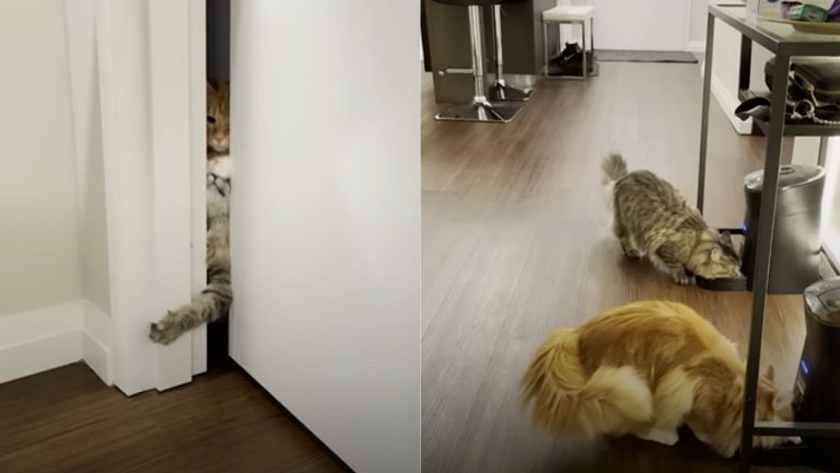 two brother cats eating from food bowls