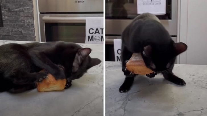 This Cat Is Crazy For Trader Joe’s Ciabatta (VIDEO)