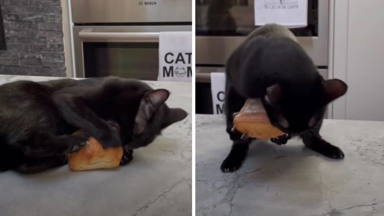 cat obssesed with ciabatta bread