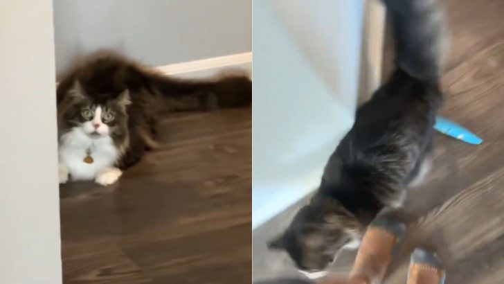 This Cat’s Energetic Zoomies Are Pure Entertainment
