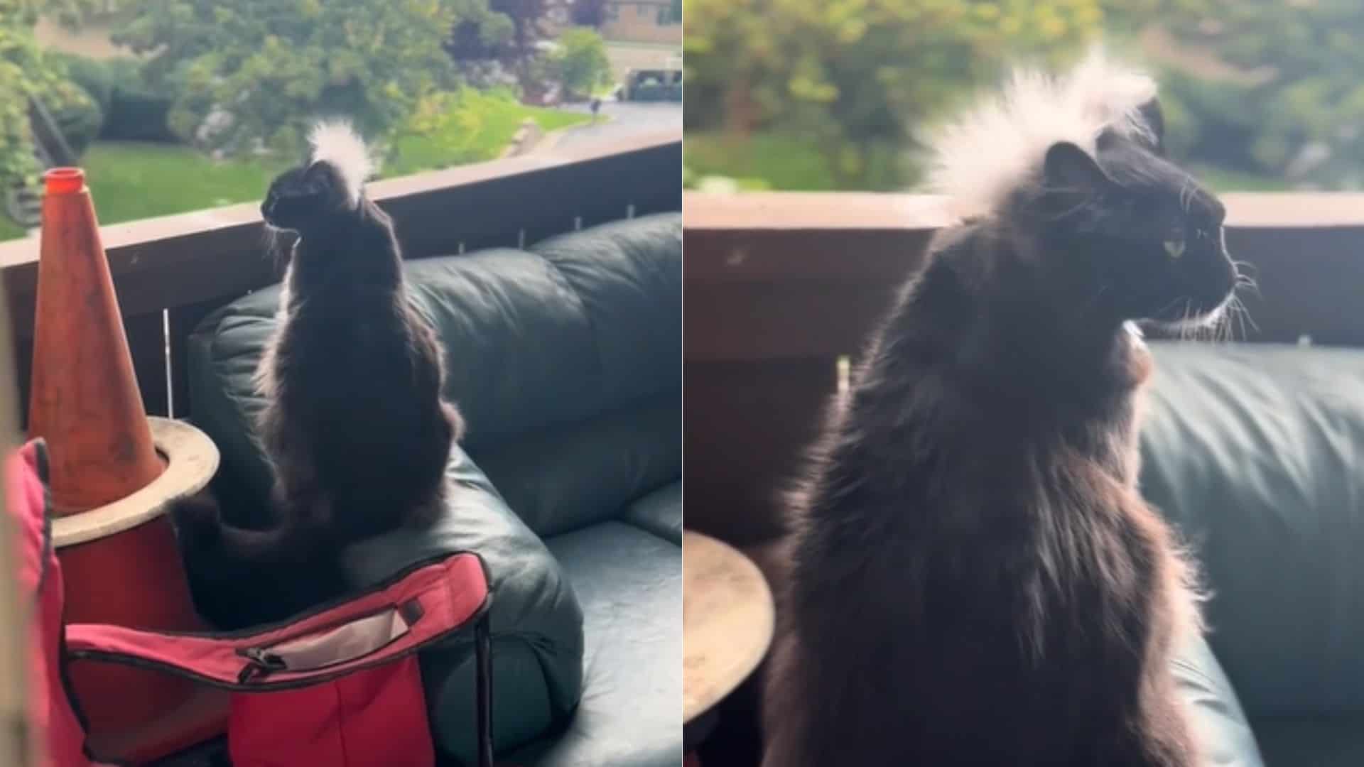 This Cat’s Funny ‘Weather Predicting’