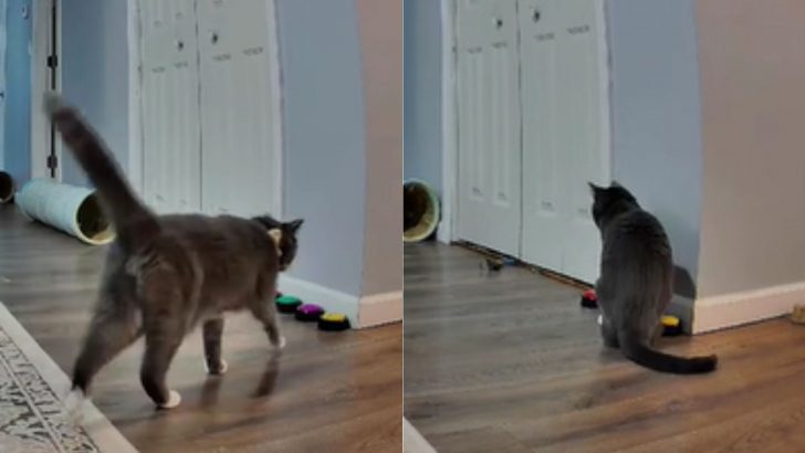 This Cat’s Way Of Defying Her Owner Is Too Clever!