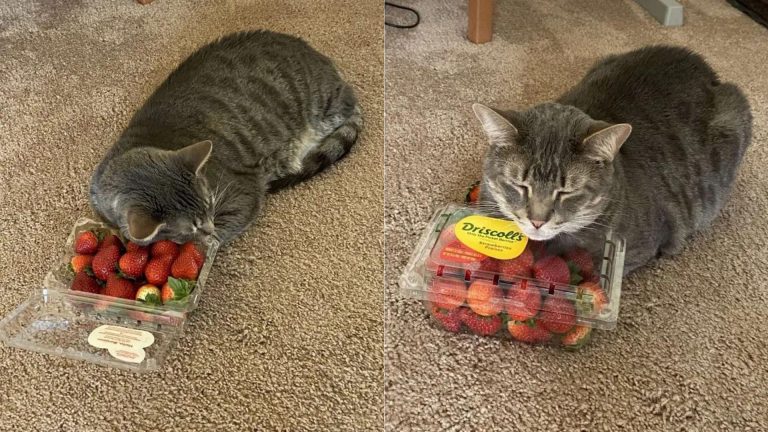 cat and strawberries