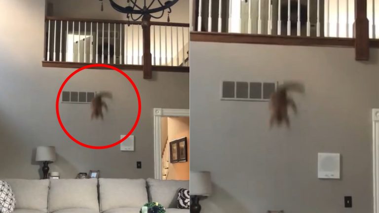 cat leaping from balcony