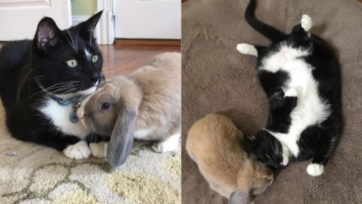This Feisty Kitty Plays So Gently With His Bunny Friend