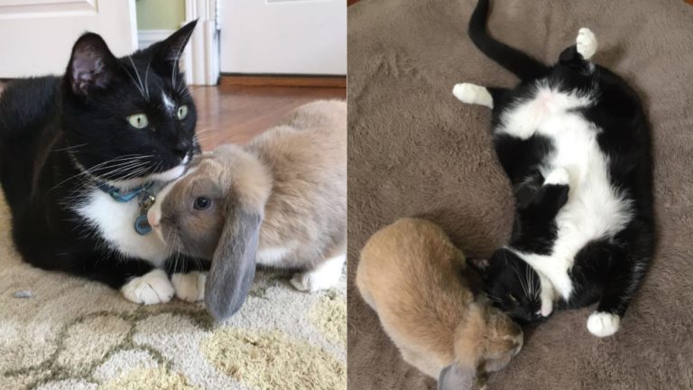 Cat plays so gently with his bunny friend