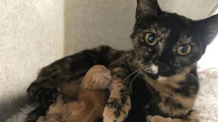 Owner Dumps His Pregnant Cat In The Middle Of The Woods