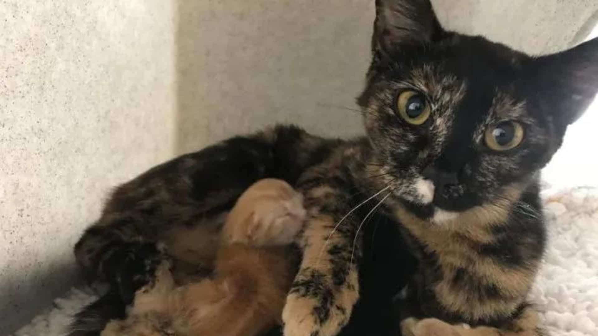 cat feeding her kittens