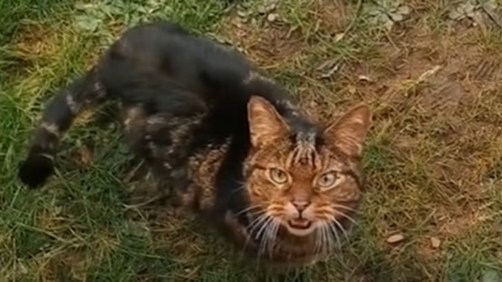 Woman Falls In Love With An Angry Stray Cat And Tries To Befriend Him