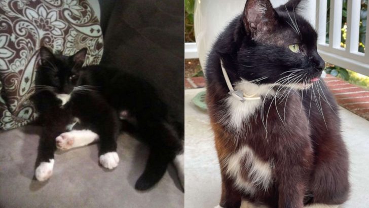 Woman From Kansas Finds Her Missing Cat After 10 Years In North Carolina