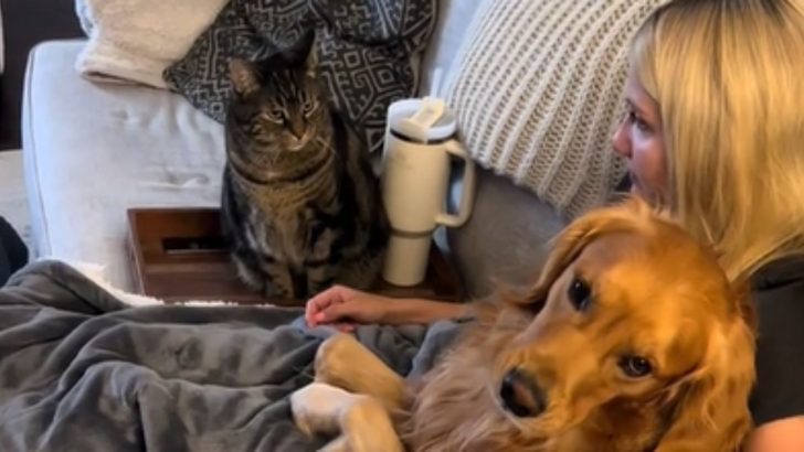Cat Gets Jealous Every Time His Owner Cuddles The Dog