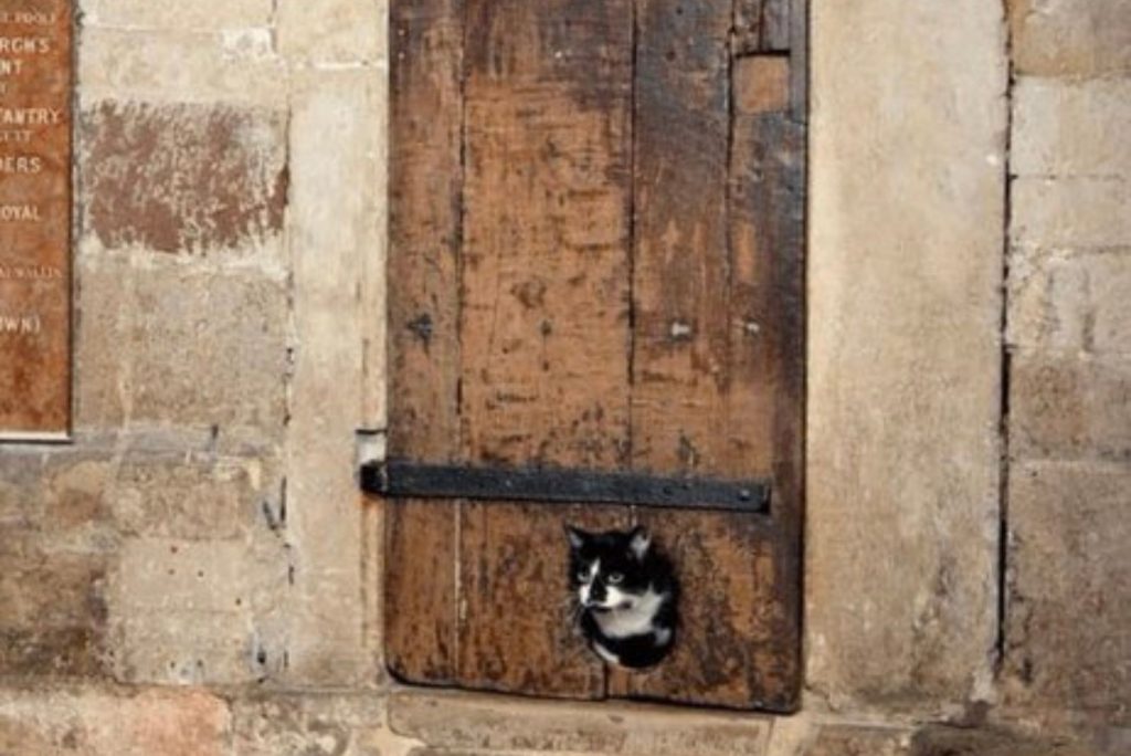 a black and white cat slips through the oldest cat door