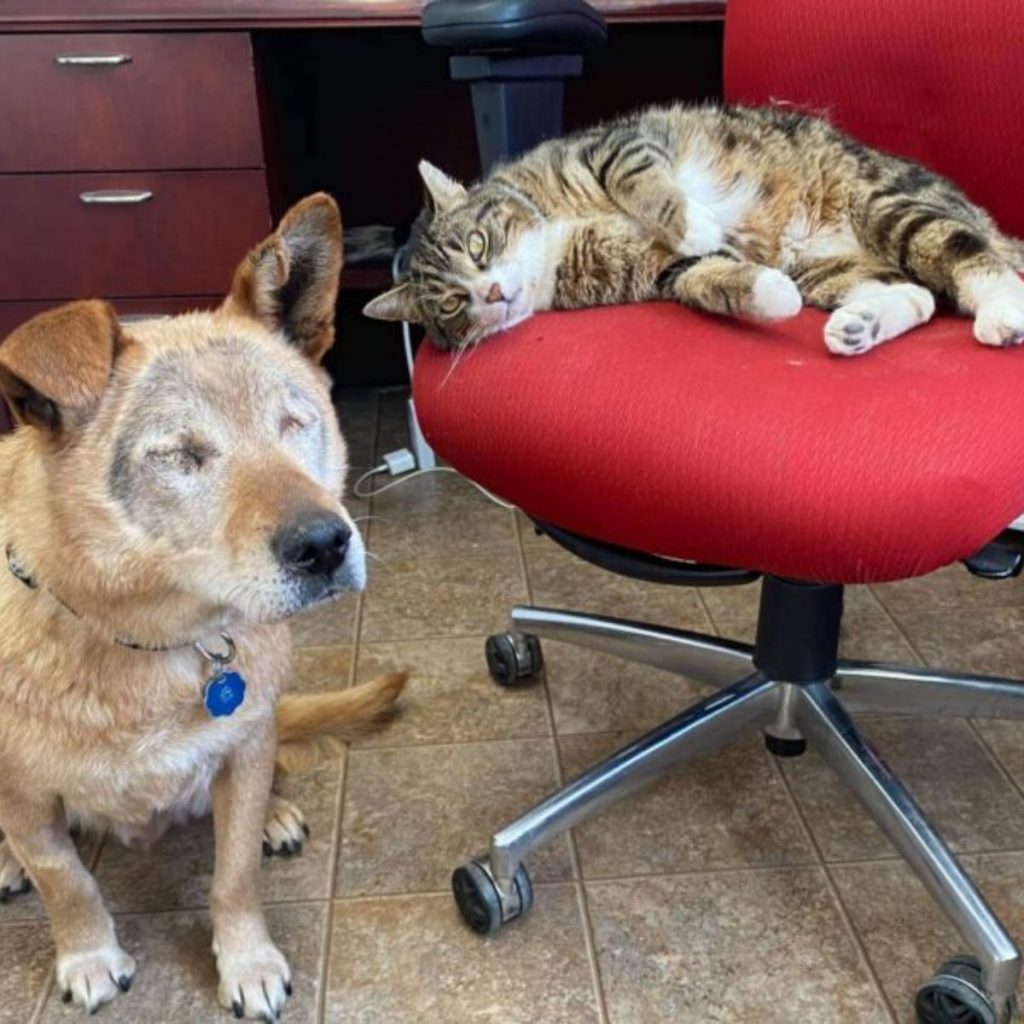 a blind dog sits on the tiles while a cat lies on a chair