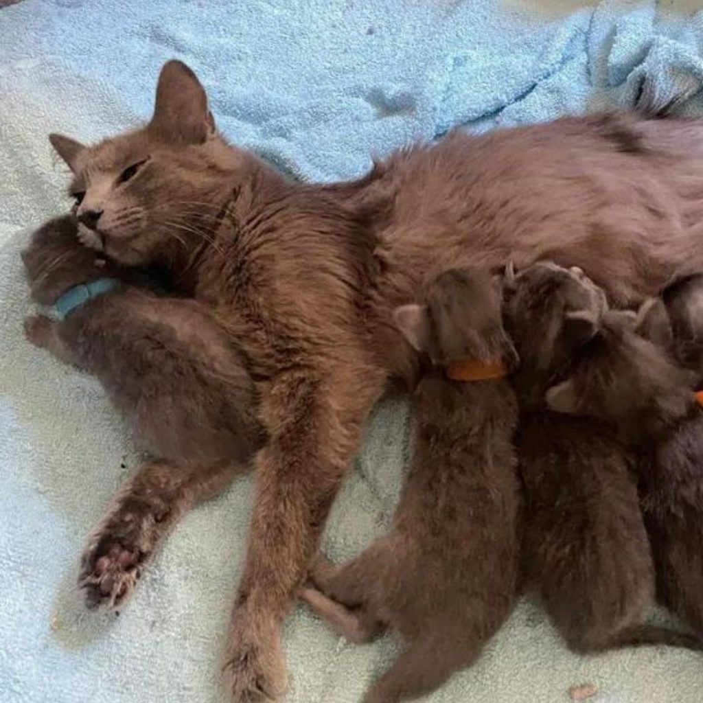 a brown cat cares for her kittens