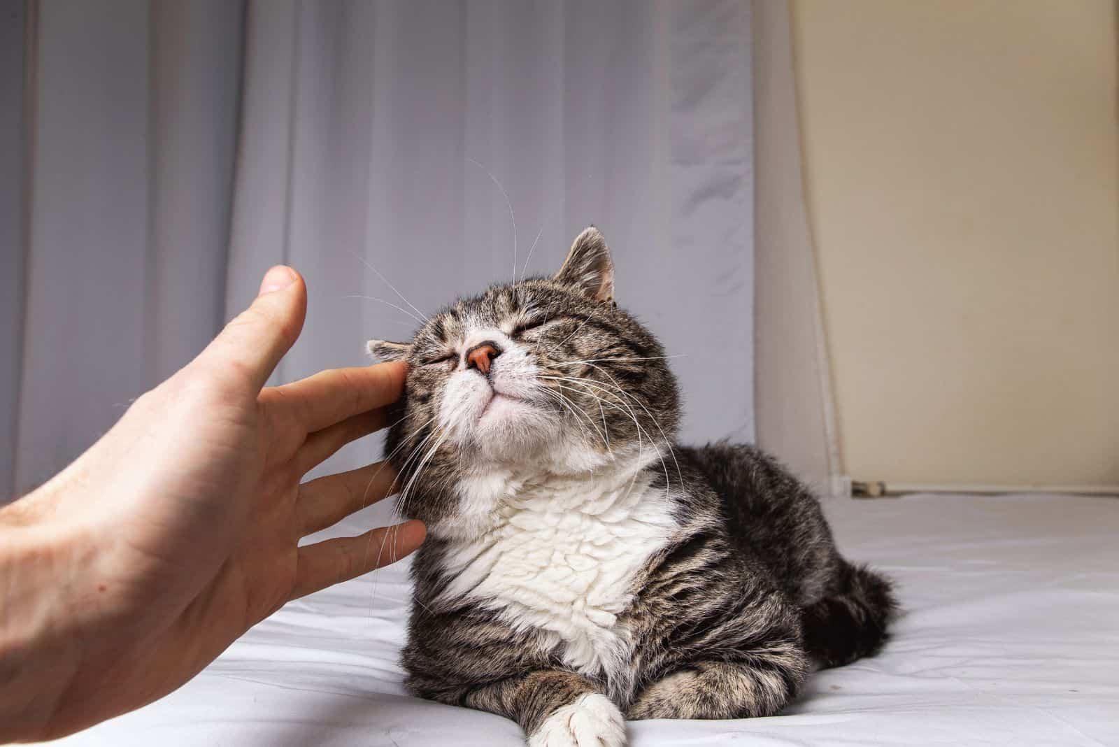a cat lies on a white sheet while a man caresses it
