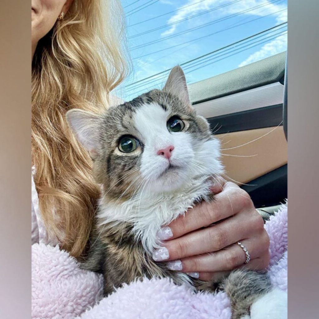 a cat sits on a woman's lap and drives a car