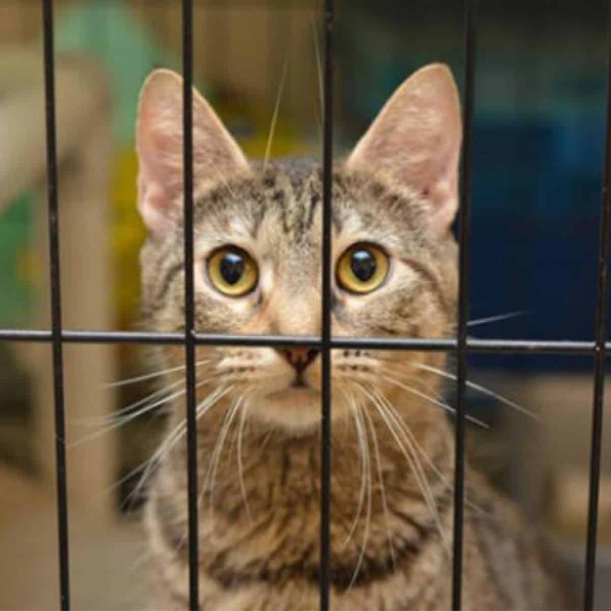 a cat with big eyes in a cage
