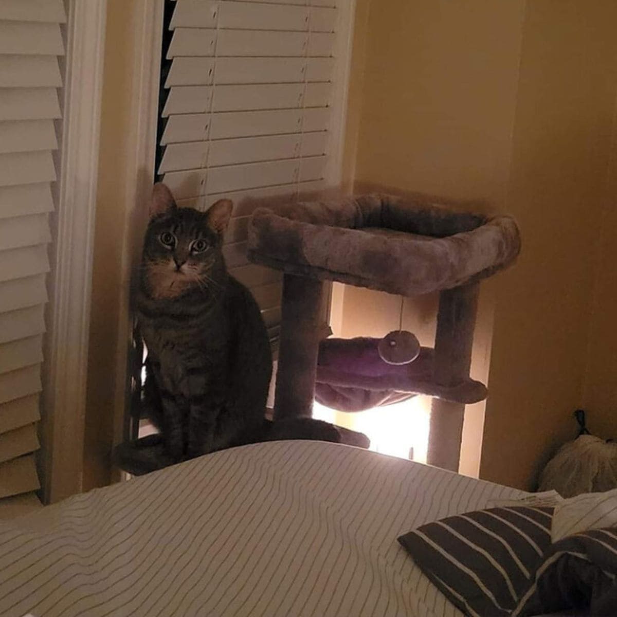 a cute cat is sitting on its scratching post