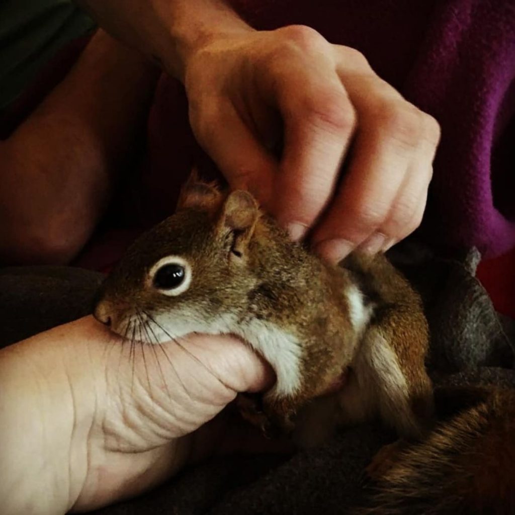 a man petting a squirrel