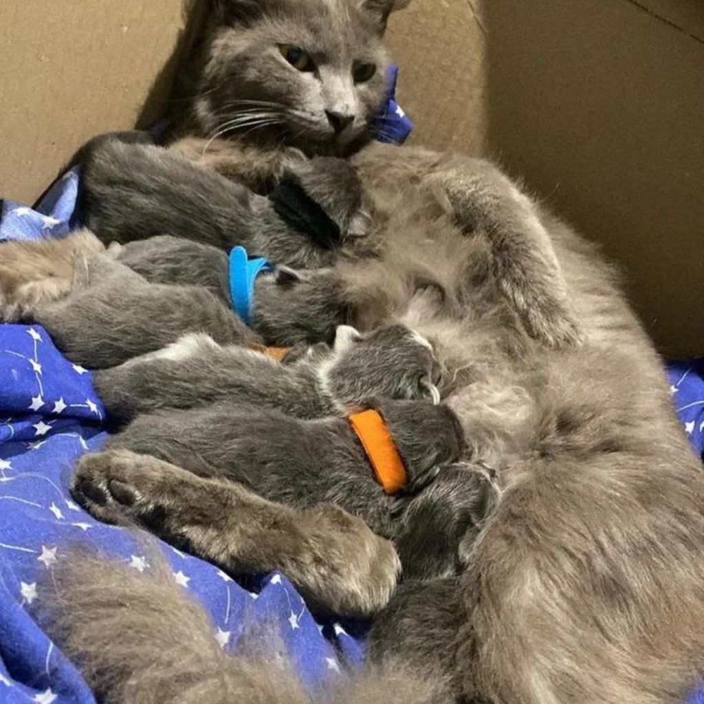 a mother cat takes care of her kittens