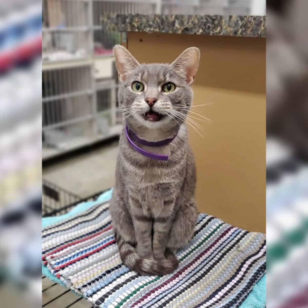 a smiling cat sits on a colorful carpet and looks at the camera