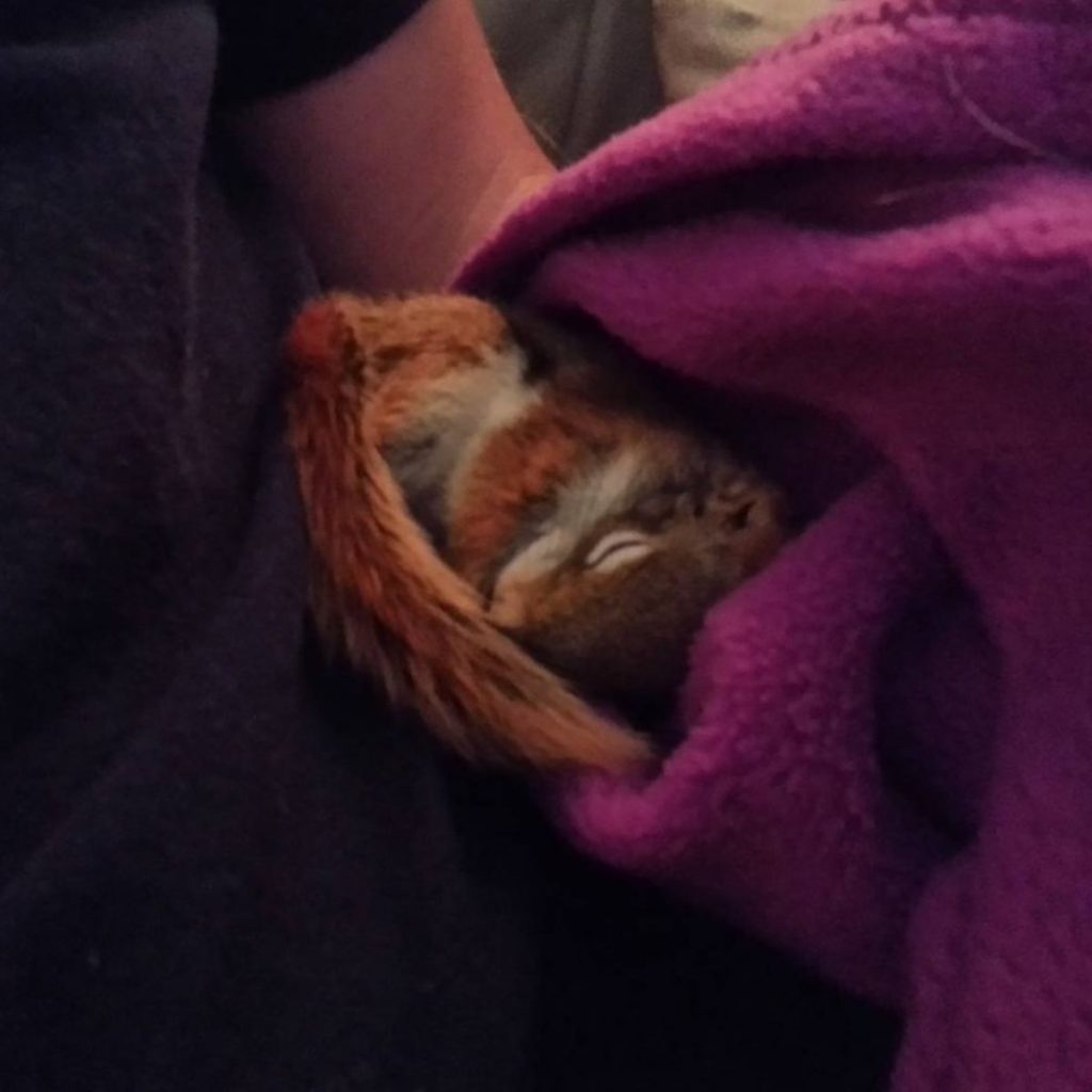 a squirrel sleeps on a man's arm