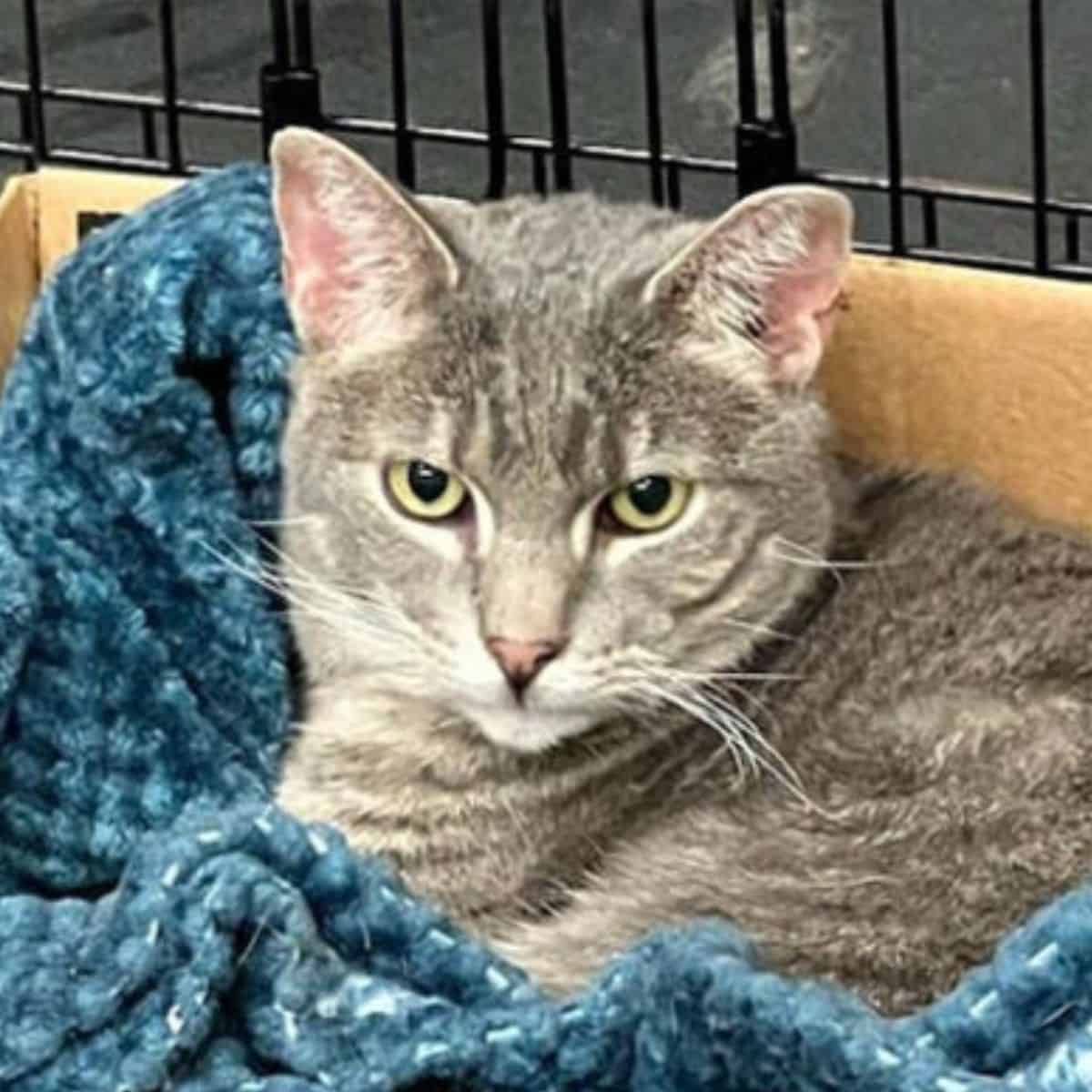 a tired cat in a blue blanket is looking at the camera