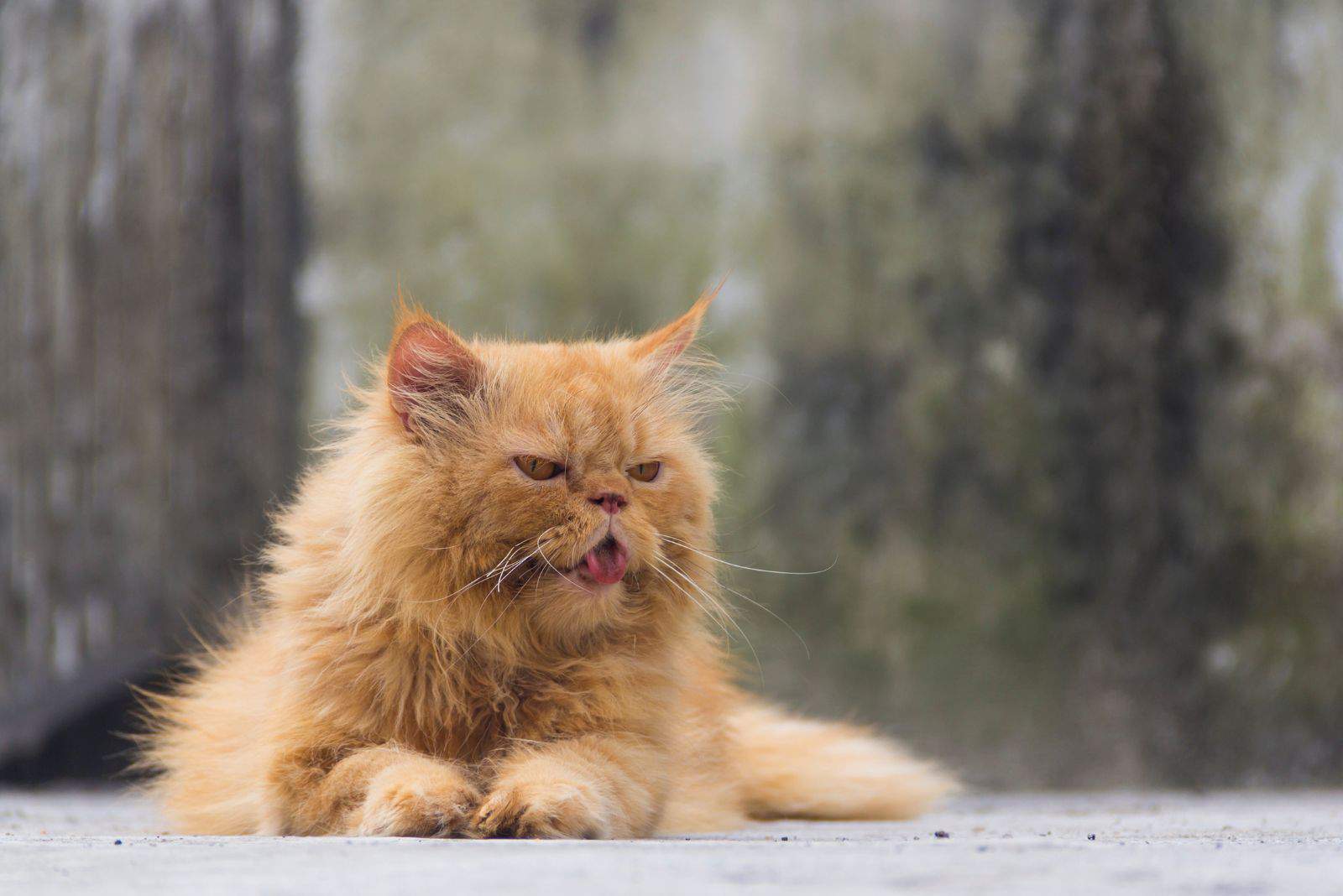 a yellow cat lies on the pavement with its tongue out