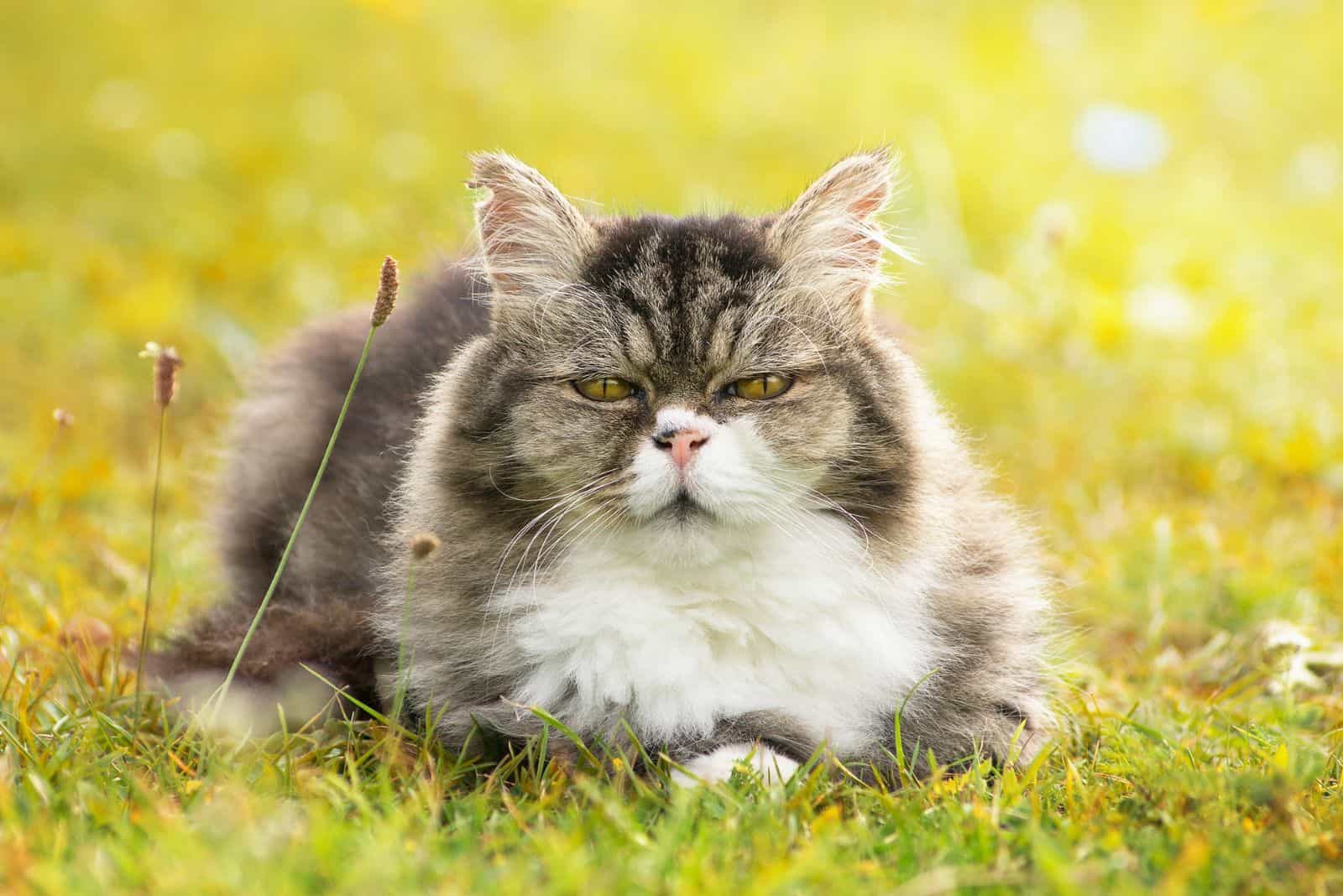 an angry cat is lying on the grass