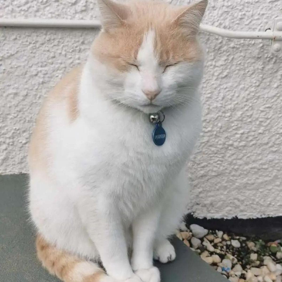 beautiful cat near house