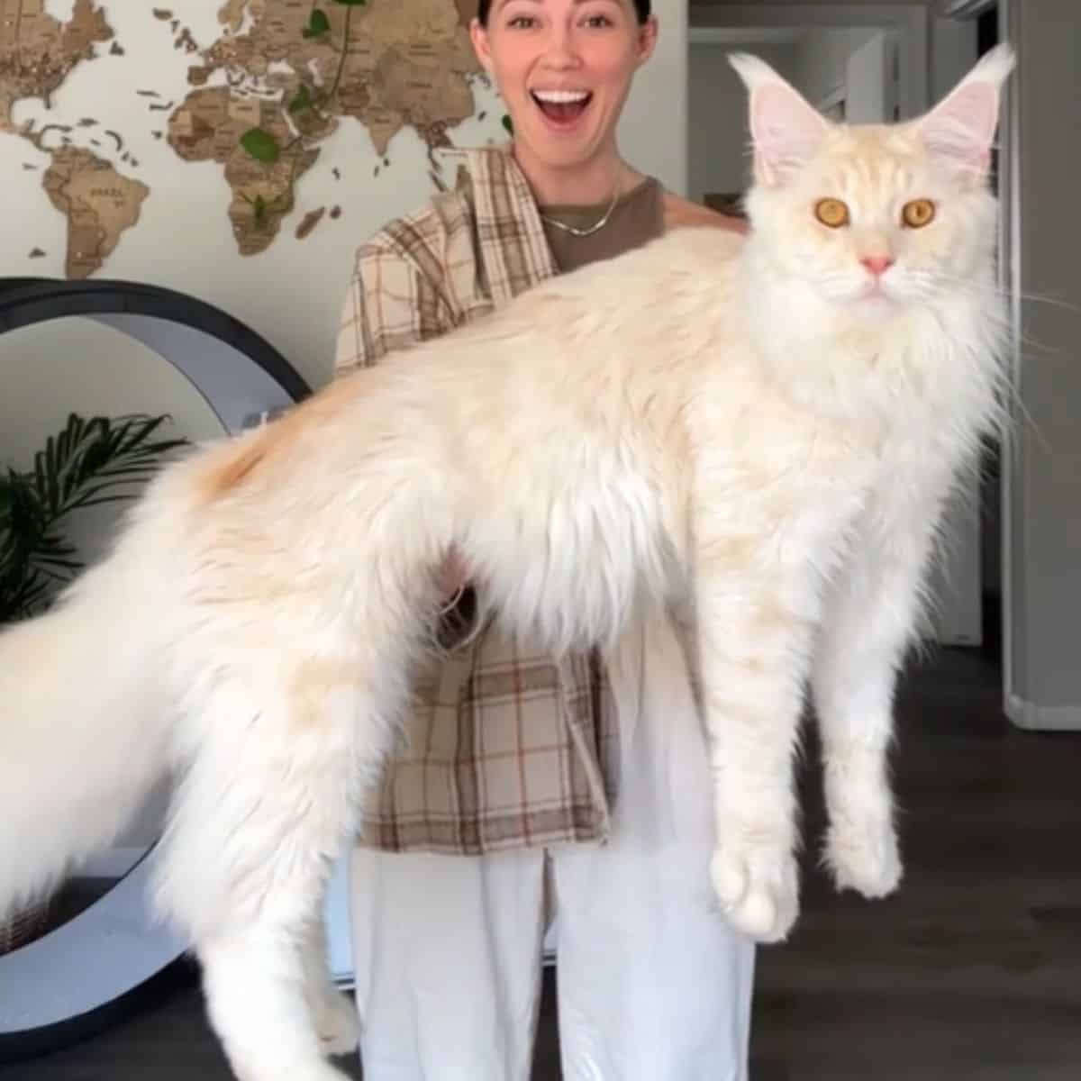 big cat and owner