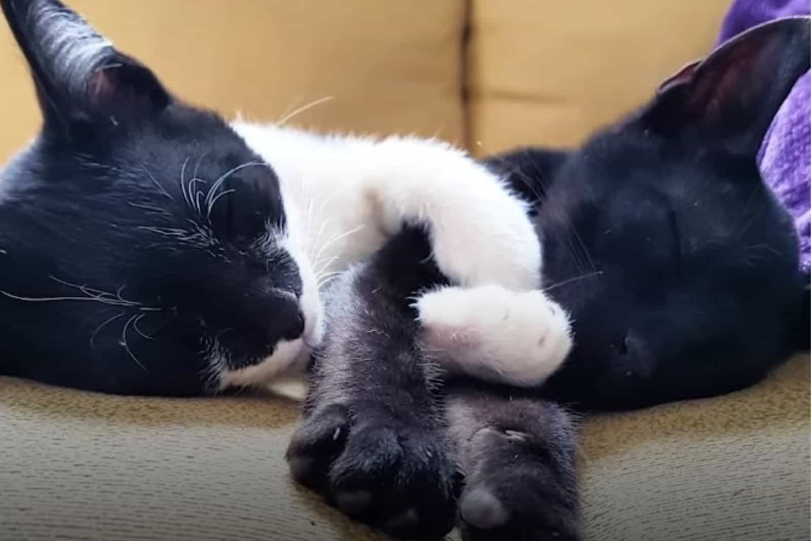 black cat laying