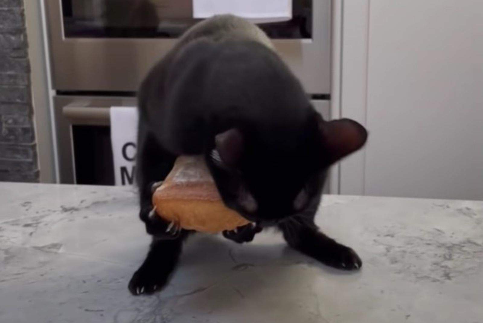 black cat with bread