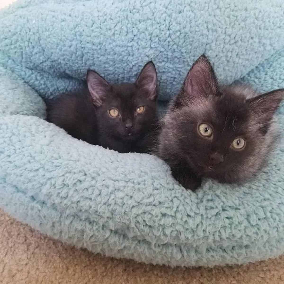 black kittens playing in a cat bed