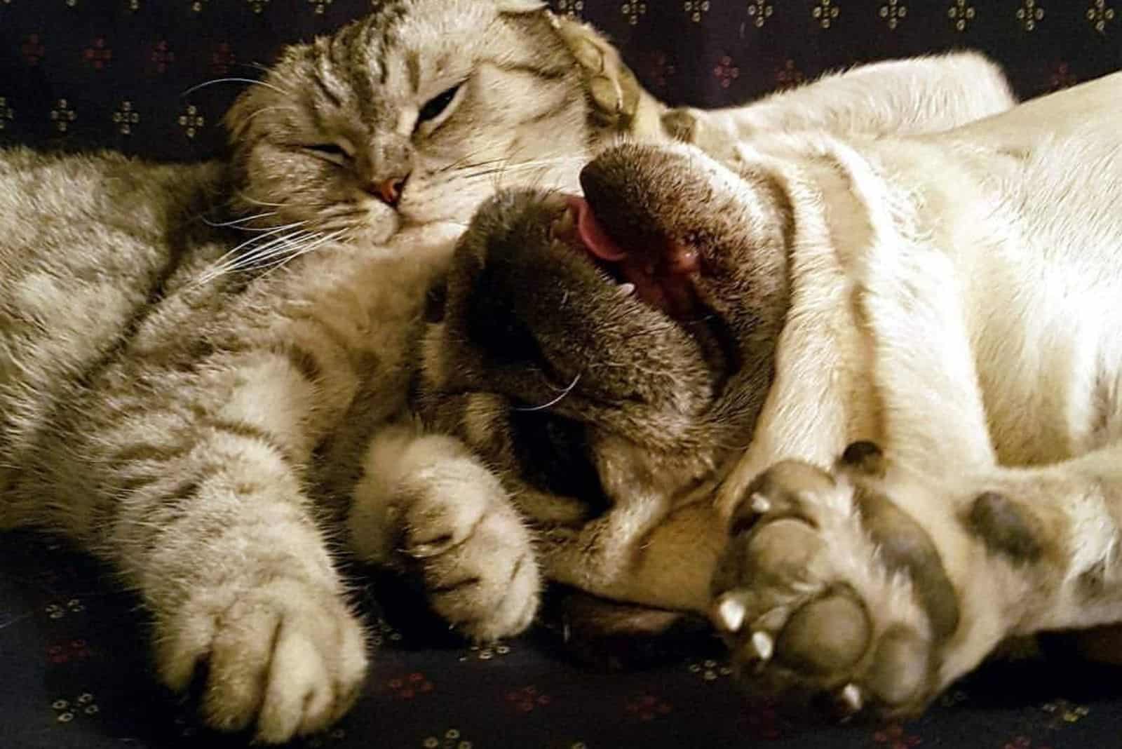 cat and dog laying on the couch