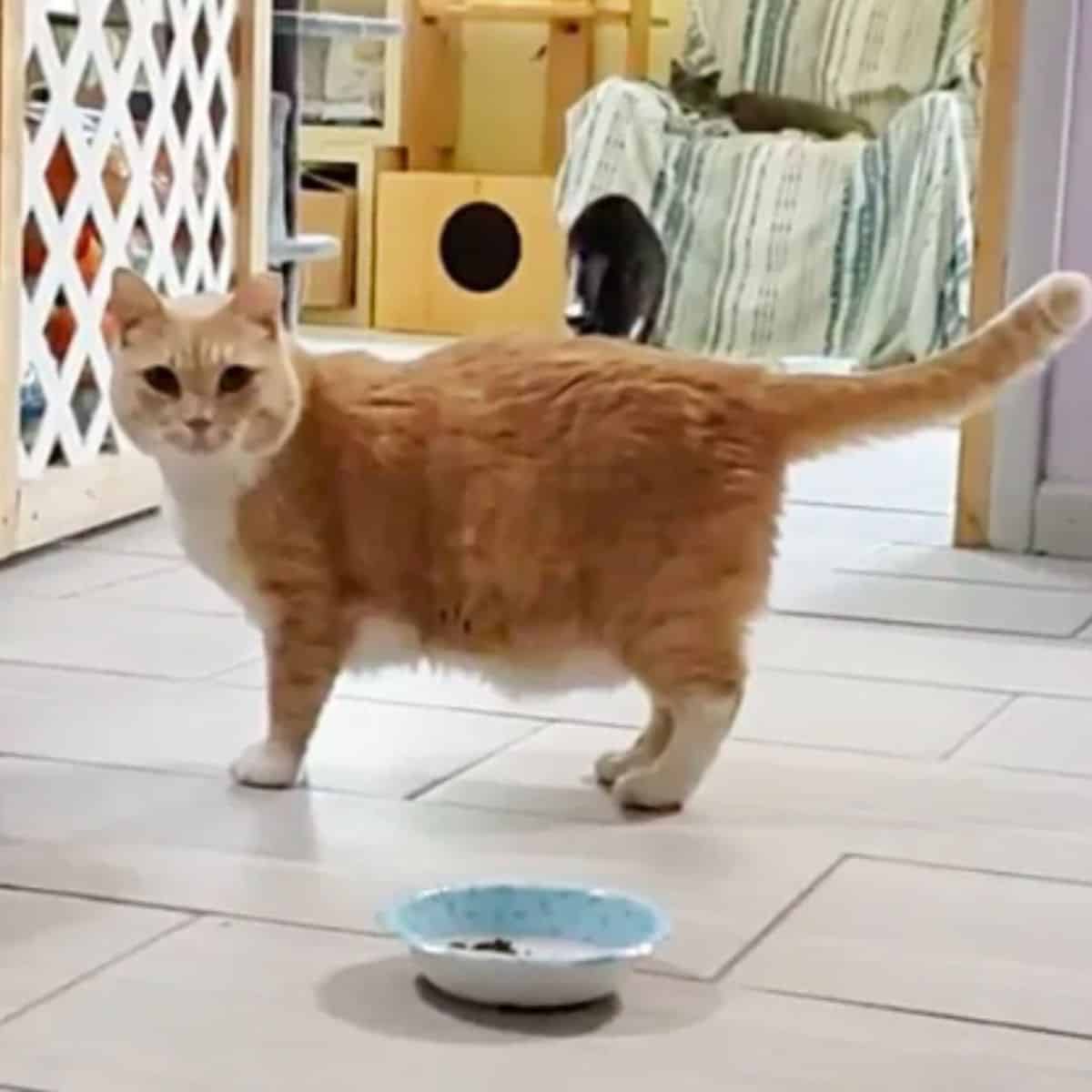 cat and her food in plate