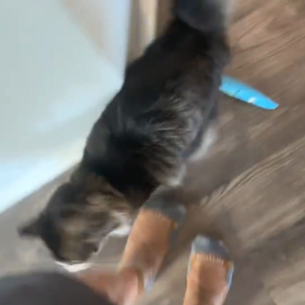 This Cat's Energetic Zoomies Are Pure Entertainment
