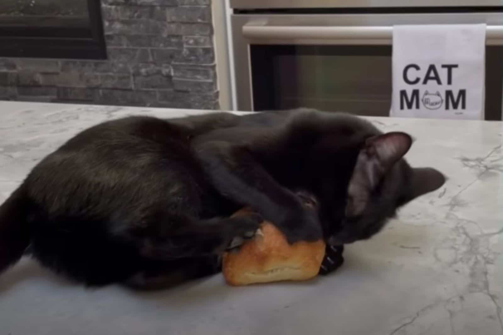 cat biting a bread
