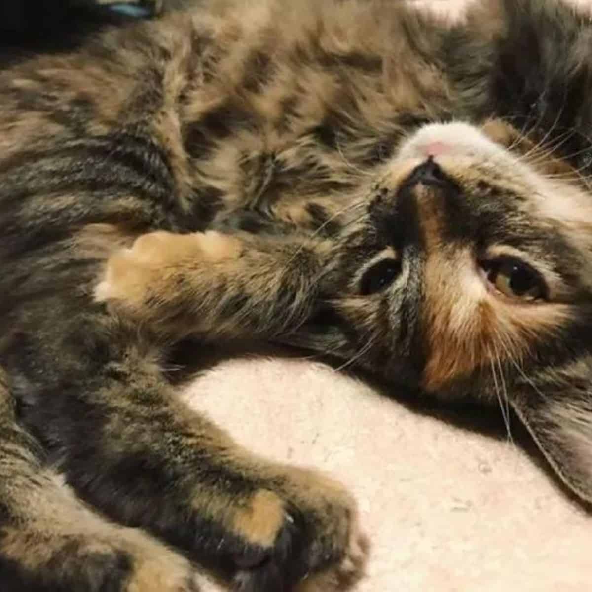 cat chimera lying on her back